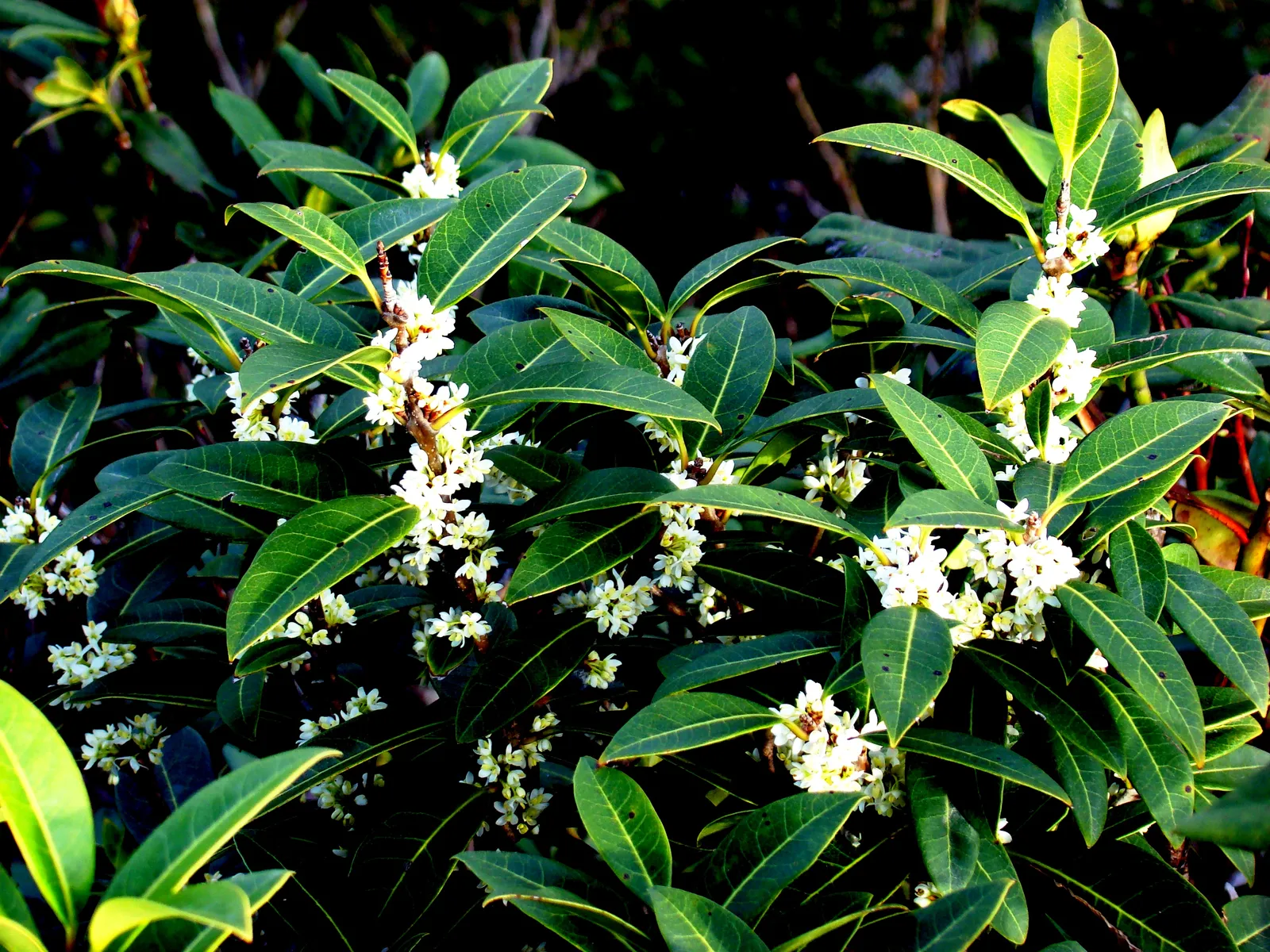 Osmanthus decorus — katalog fotoğrafı