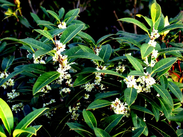 Osmanthus decorus — katalog fotoğrafı