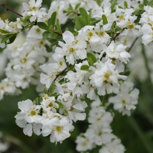 Chaenomeles japonica ‘Alba’ — katalog fotoğrafı