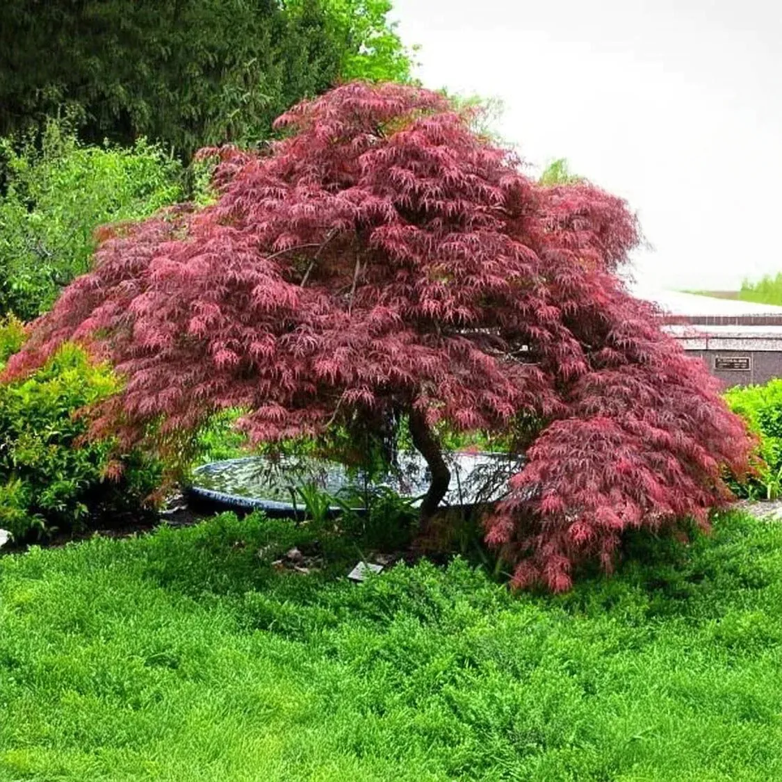 Acer palmatum dissectum ‘Inaba Shidare’ — katalog fotoğrafı