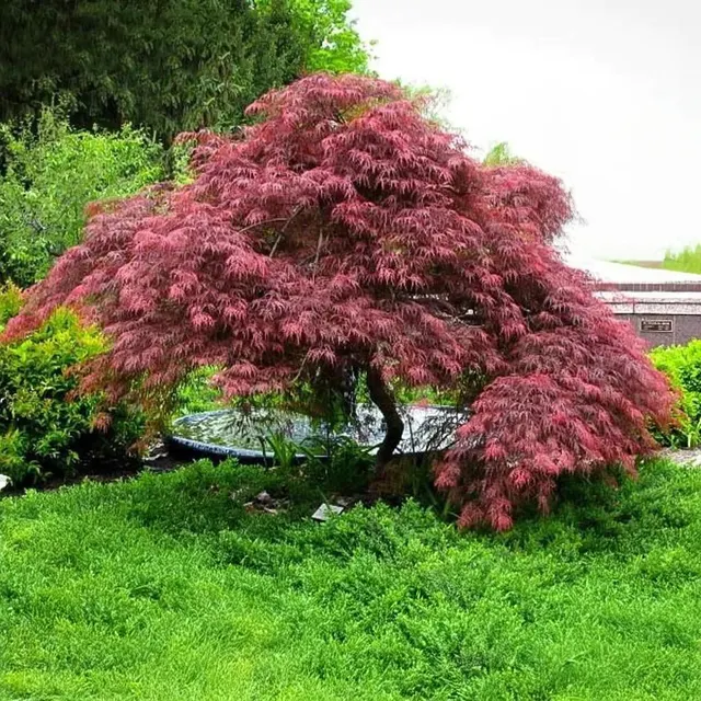 Acer palmatum dissectum ‘Inaba Shidare’ — katalog fotoğrafı