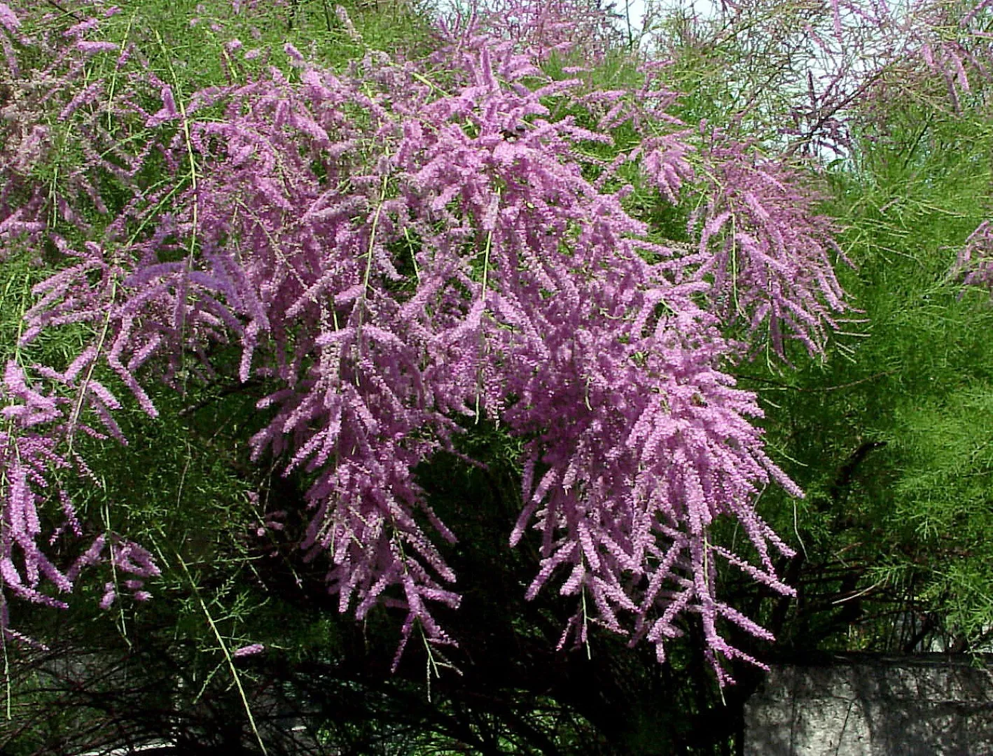 Tamarix ramosissima — katalog fotoğrafı