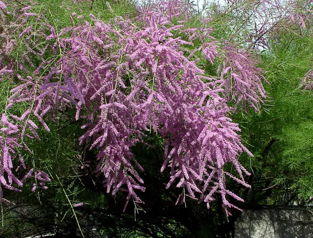 Tamarix ramosissima — katalog fotoğrafı