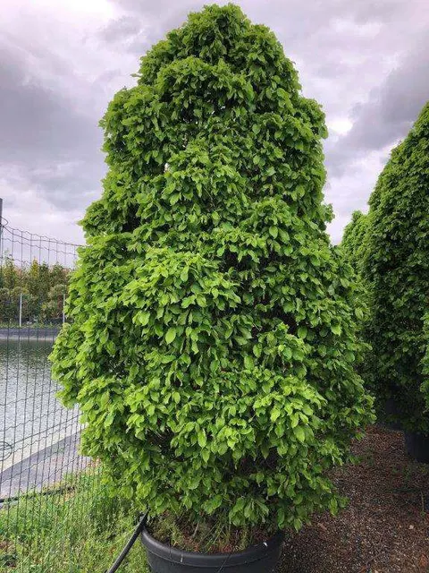Carpinus betulus ‘Monumentalis’ — katalog fotoğrafı