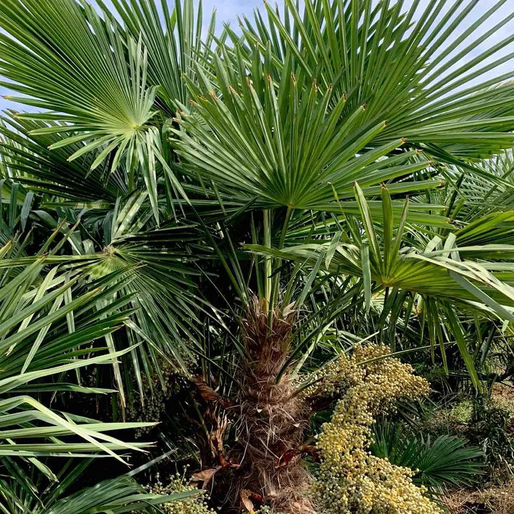 Chamaerops excelsa — katalog fotoğrafı