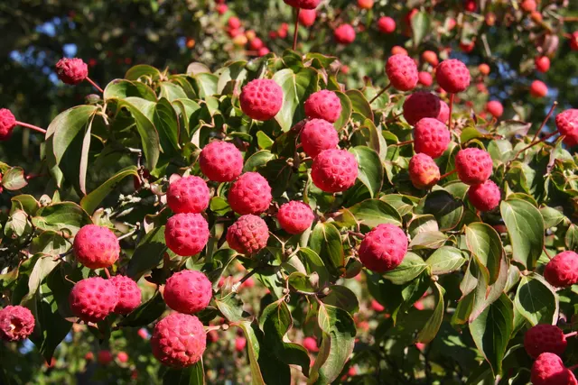 Cornus kousa — katalog fotoğrafı
