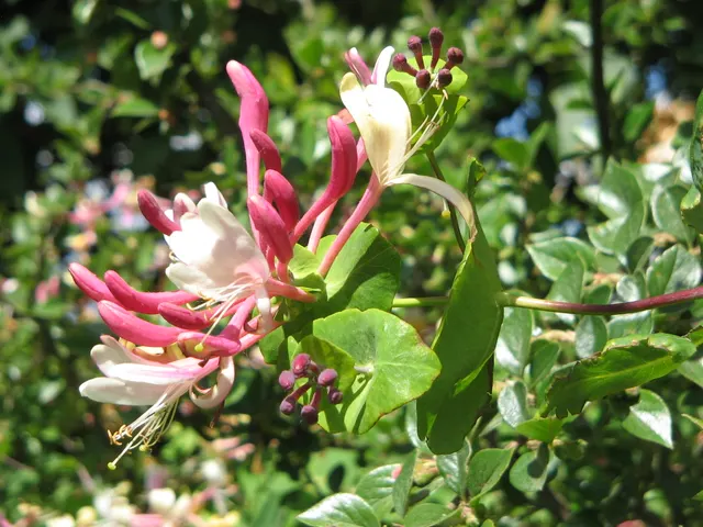Lonicera caprifolium — katalog fotoğrafı