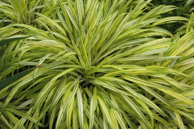 Hakonechloa macra ‘Aureola’ — katalog fotoğrafı