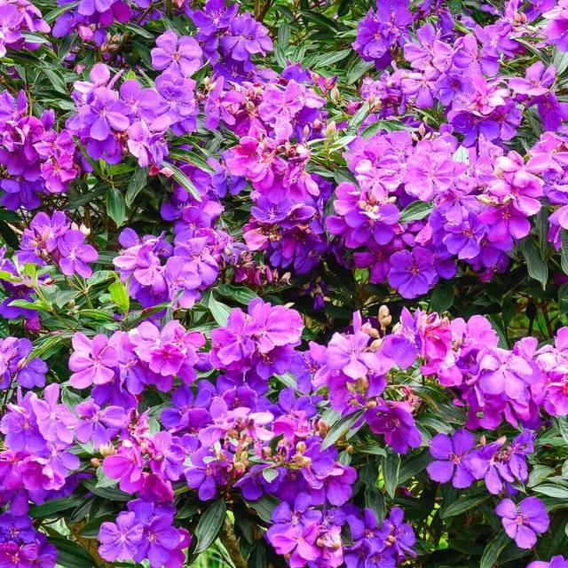 Tibouchina urvilleana ‘Piera’ — katalog fotoğrafı
