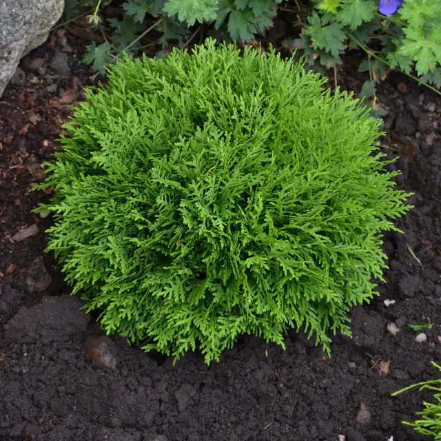 Thuja occidentalis ‘Danica’ — katalog fotoğrafı