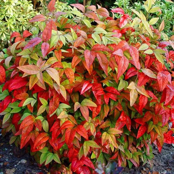 Nandina domestica ‘Firepower’ — katalog fotoğrafı