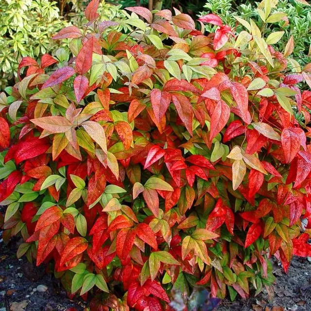 Nandina domestica ‘Firepower’ — katalog fotoğrafı