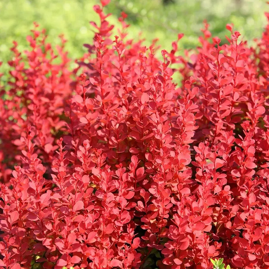 Berberis × media ‘Red Rocket’ — katalog fotoğrafı