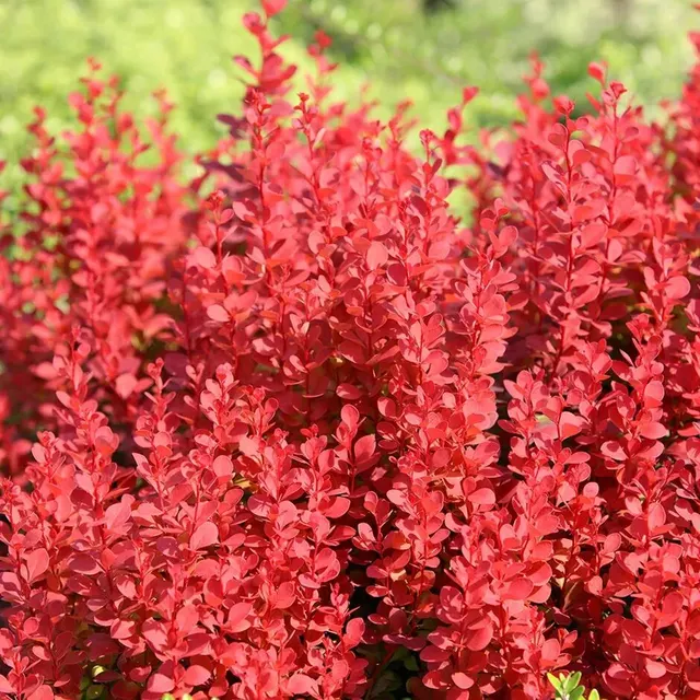 Berberis × media ‘Red Rocket’ — katalog fotoğrafı