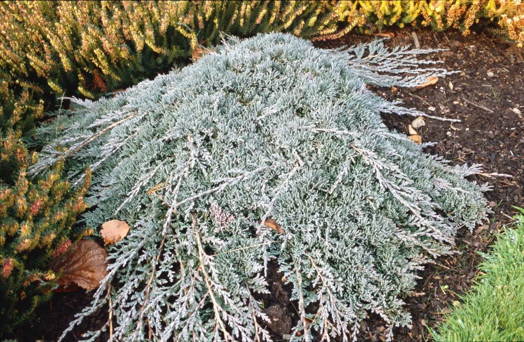 Juniperus horizontalis ‘Wiltonii’ — katalog fotoğrafı