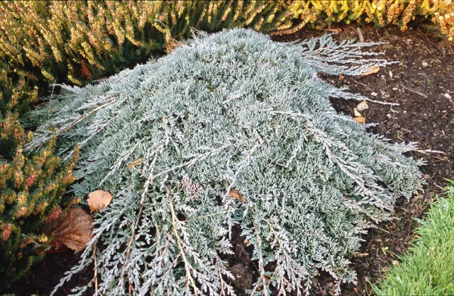 Juniperus horizontalis ‘Wiltonii’ — katalog fotoğrafı