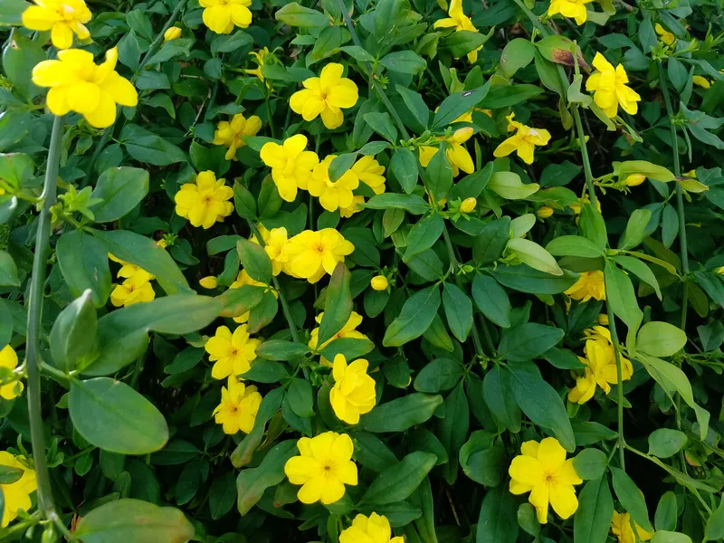 Jasminum mesnyi — katalog fotoğrafı