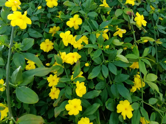 Jasminum mesnyi — katalog fotoğrafı