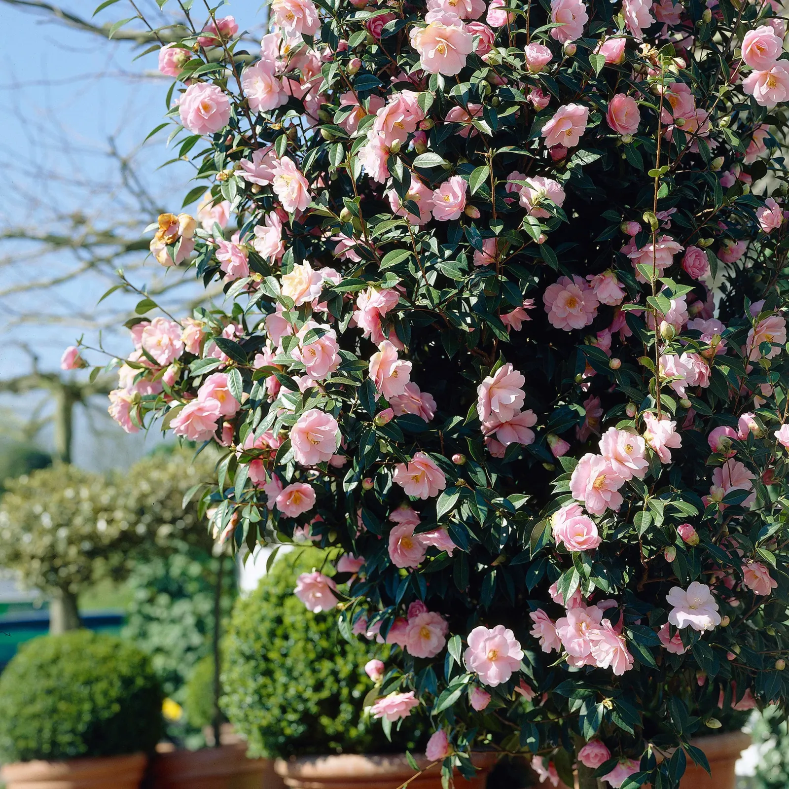 Camellia japonica ‘Bonomiana’ — katalog fotoğrafı