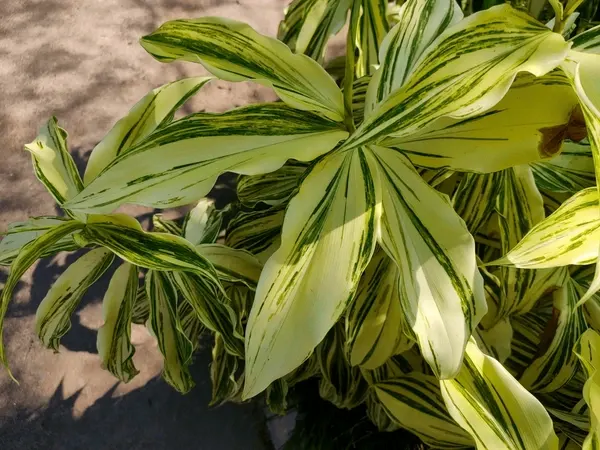 Alpinia zerumbet — katalog fotoğrafı