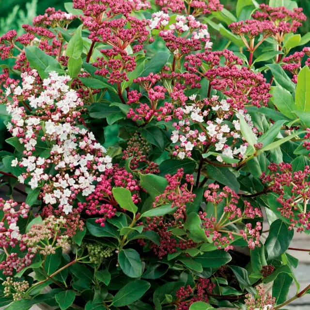 Viburnum tinus ‘Eve Price’ — katalog fotoğrafı