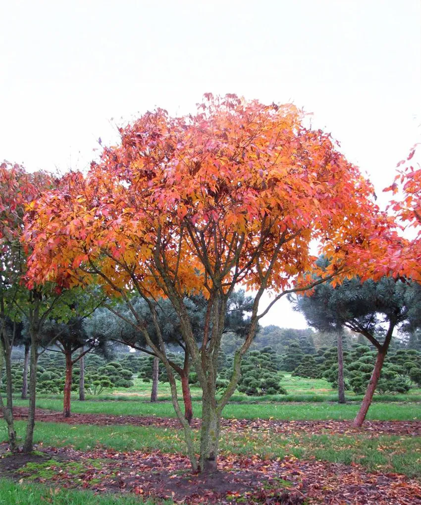 Acer triflorum — katalog fotoğrafı