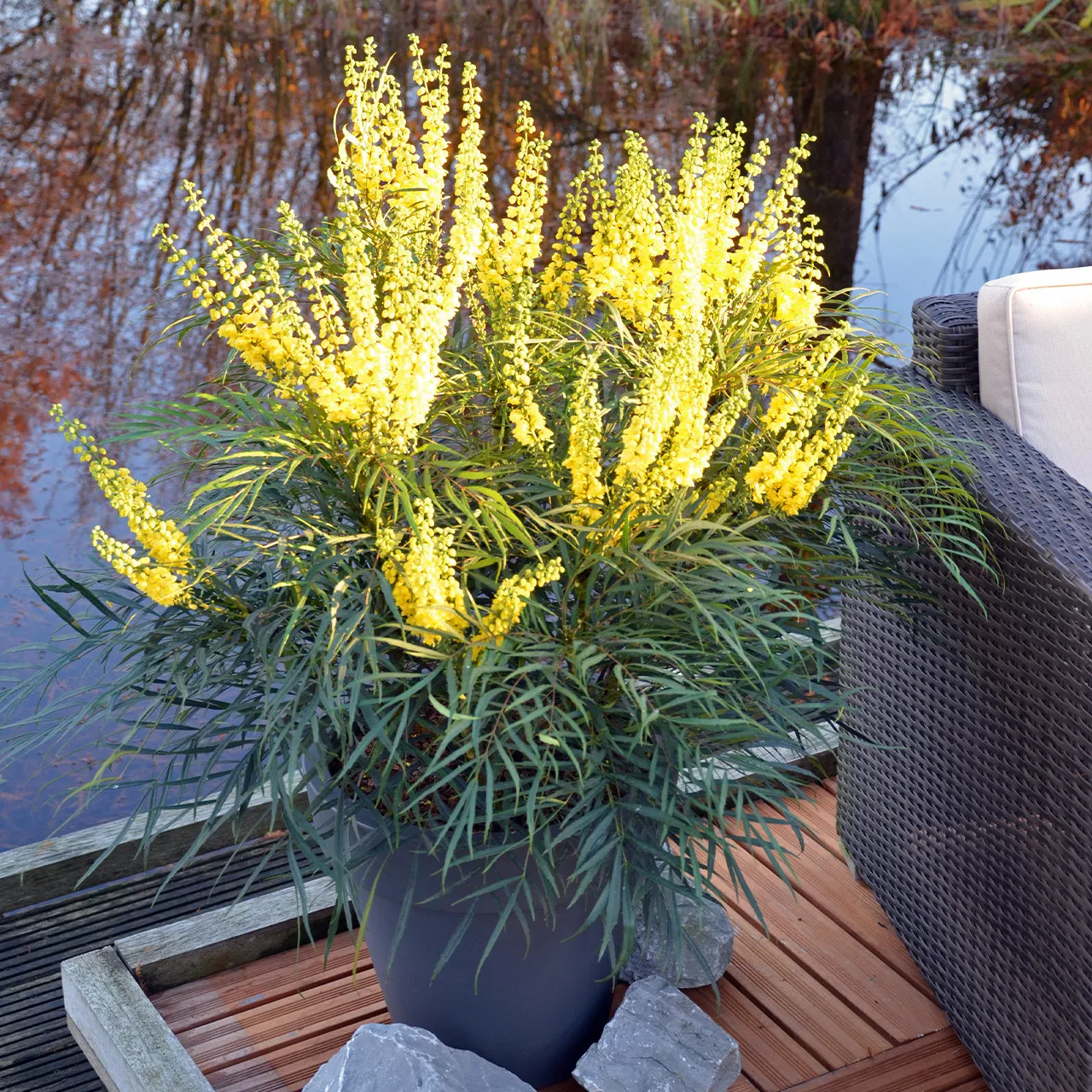 Mahonia eurybracteata ‘Soft Caress’ — katalog fotoğrafı