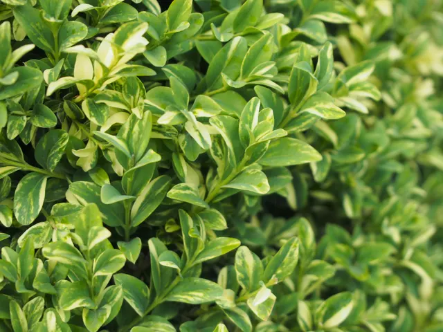 Buxus sempervirens ‘Arborescens’ — katalog fotoğrafı