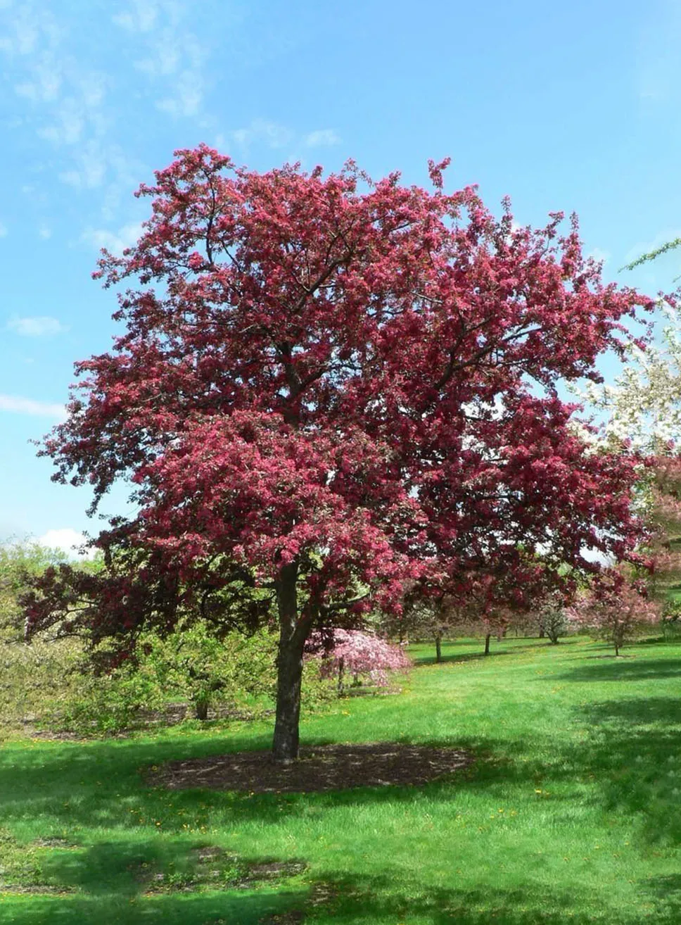 Malus ‘Coccinella’ — katalog fotoğrafı