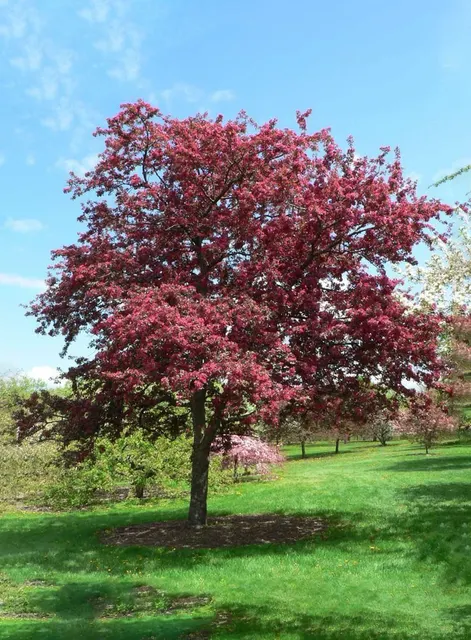 Malus ‘Coccinella’ — katalog fotoğrafı