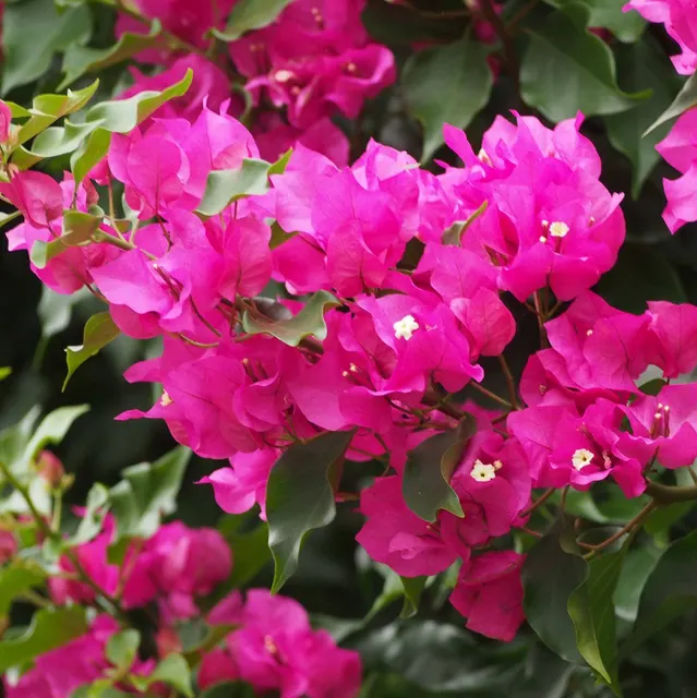 Bougainvillea glabra ‘Sanderiana’ — katalog fotoğrafı