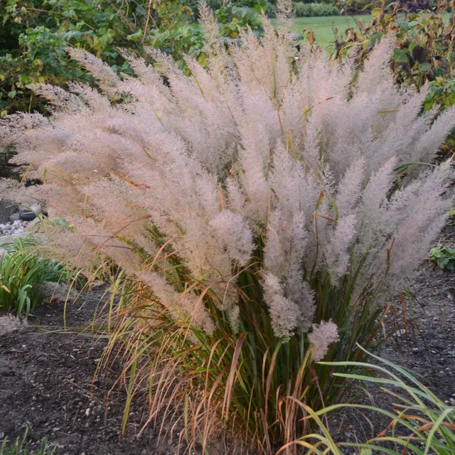 Calamagrostis brachytricha — katalog fotoğrafı