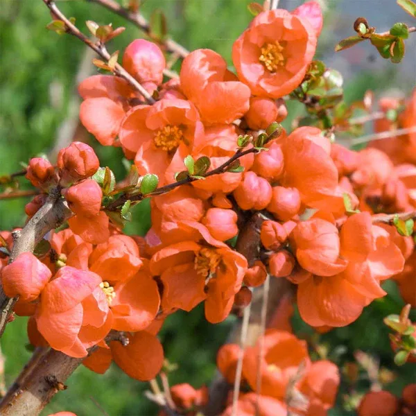 Chaenomeles × superba ‘Orange Trail’ — katalog fotoğrafı