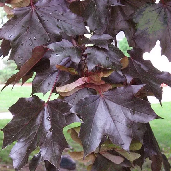 Acer platanoides ‘Crimson King’ — katalog fotoğrafı
