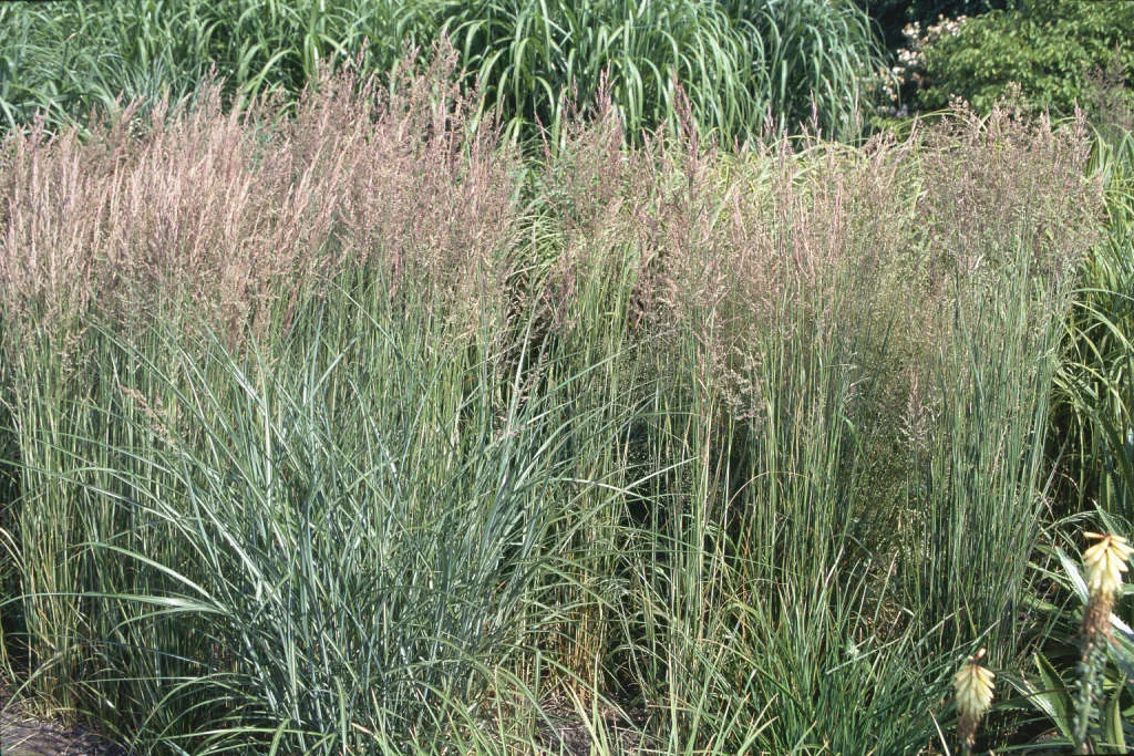 Calamagrostis × acutiflora ‘Overdam’ — katalog fotoğrafı