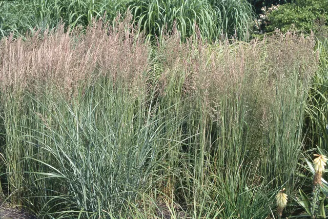 Calamagrostis × acutiflora ‘Overdam’ — katalog fotoğrafı