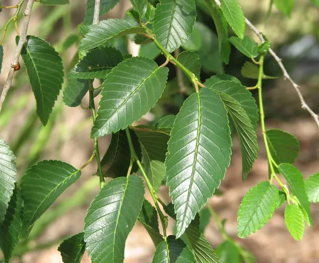 Ulmus pumila — katalog fotoğrafı