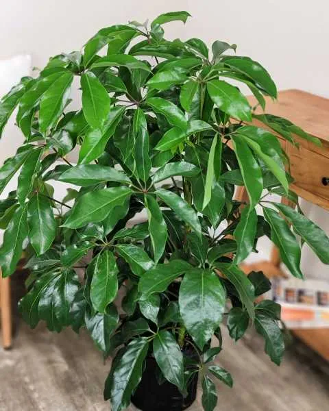 Schefflera amate — katalog fotoğrafı