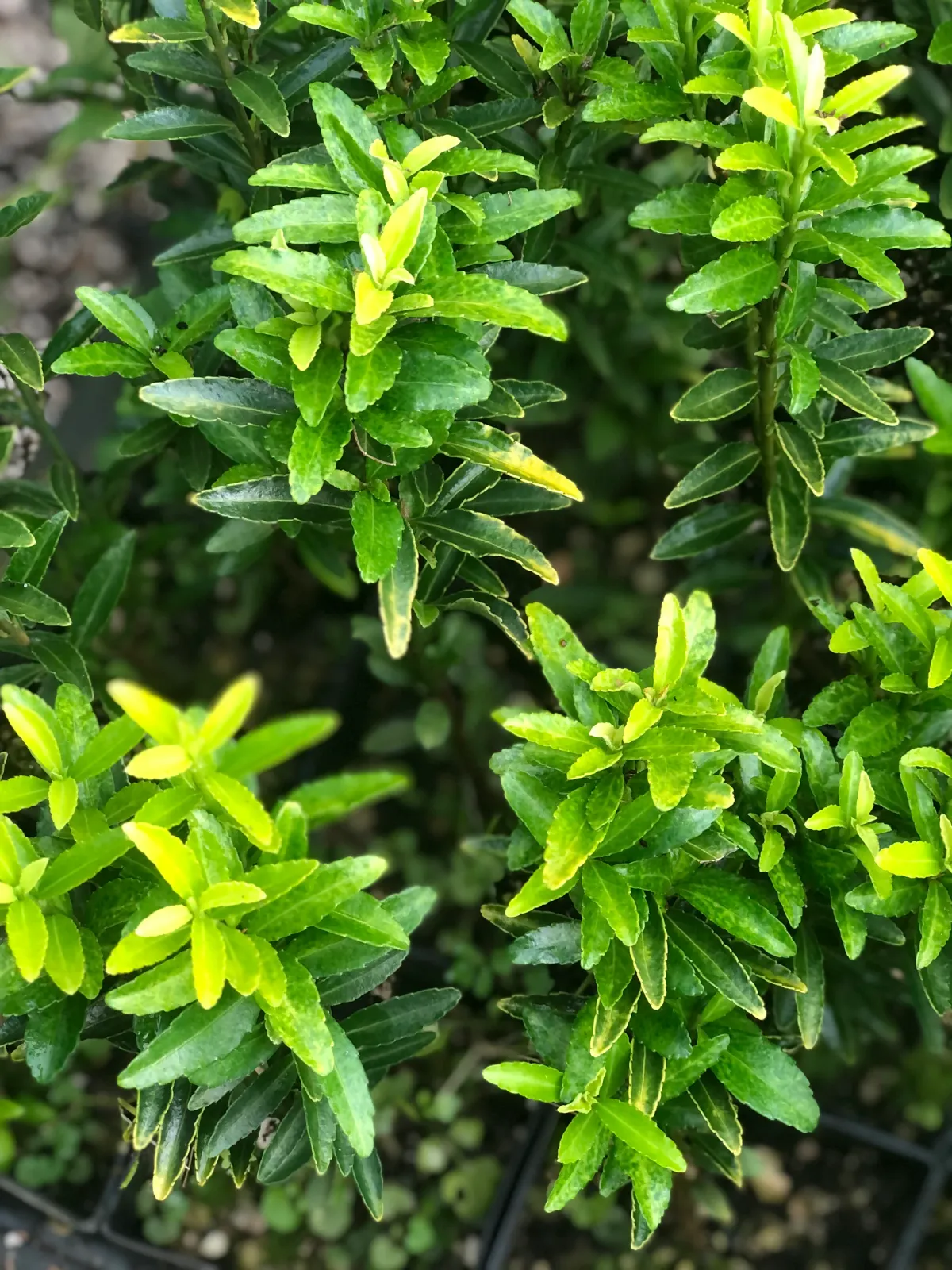 Euonymus pulchellus — katalog fotoğrafı