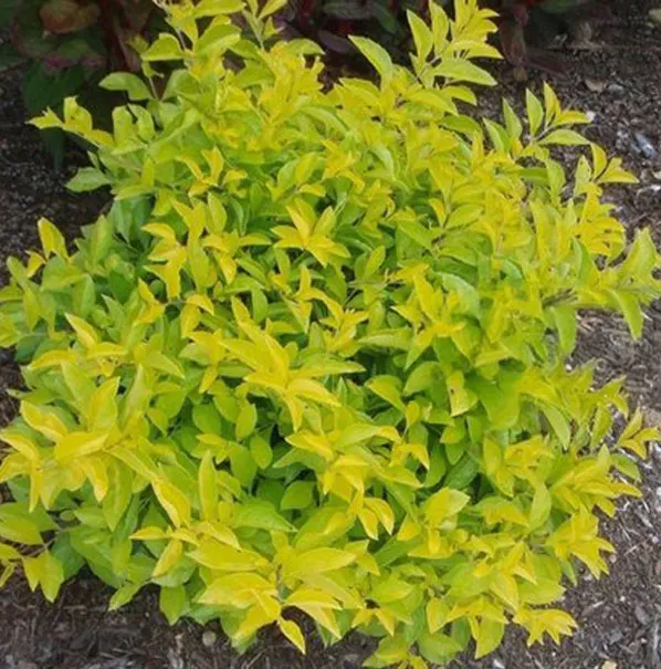 Duranta ‘Lemon’ — katalog fotoğrafı