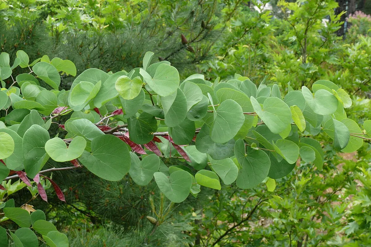 Cercis siliquastrum — katalog fotoğrafı