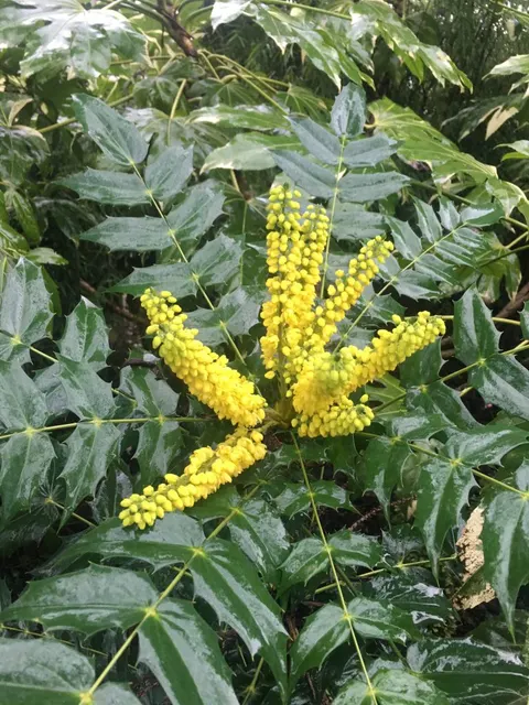 Mahonia × media ‘Charity’ — katalog fotoğrafı