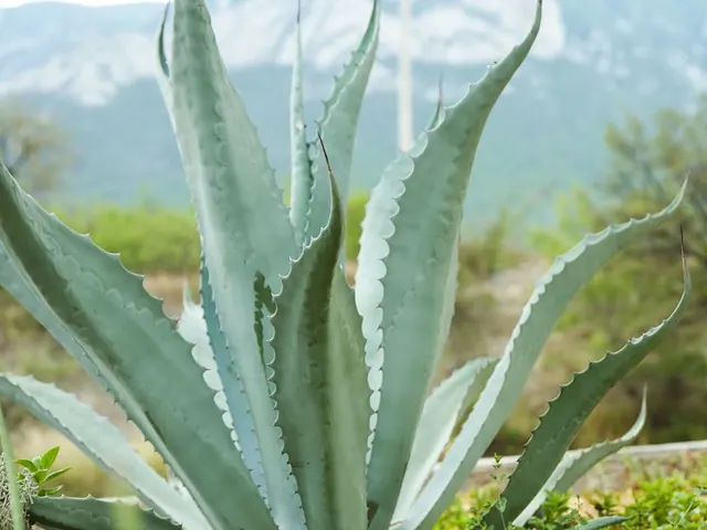 Agave sp. — katalog fotoğrafı