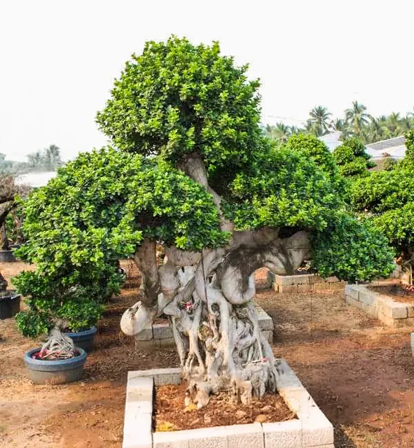 Ficus microcarpa ‘Dragon’ — katalog fotoğrafı