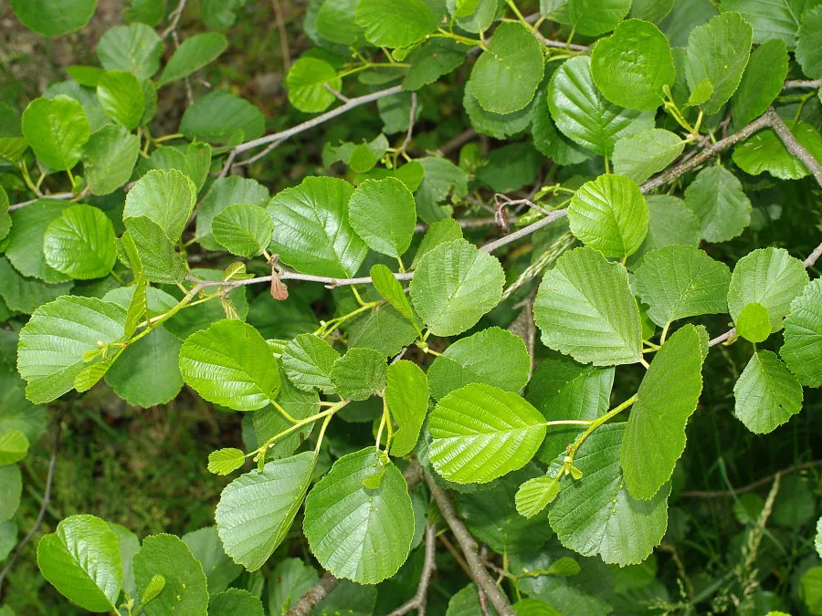 Alnus glutinosa — katalog fotoğrafı