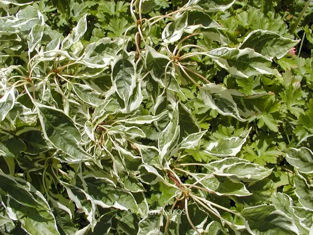 Cornus controversa ‘Variegata’ — katalog fotoğrafı