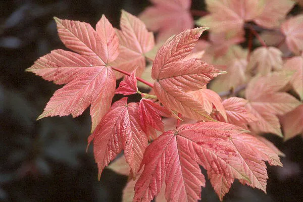 Acer pseudoplatanus ‘Brilliantissimum’ — katalog fotoğrafı