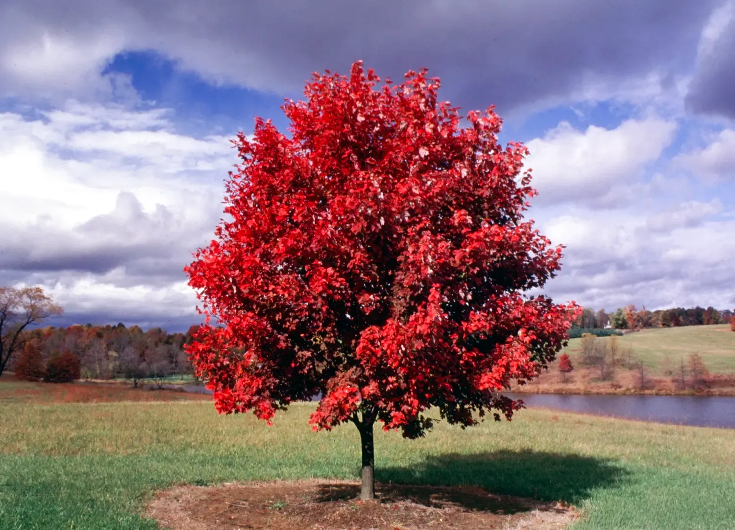 Acer rubrum ‘October Glory’ — katalog fotoğrafı