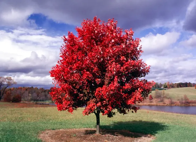 Acer rubrum ‘October Glory’ — katalog fotoğrafı