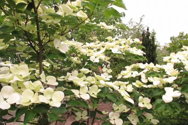 Cornus ‘Venus’ — katalog fotoğrafı